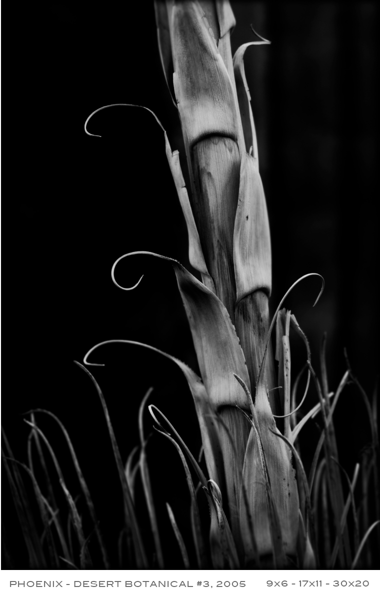 APF-Desert-Botanical-3