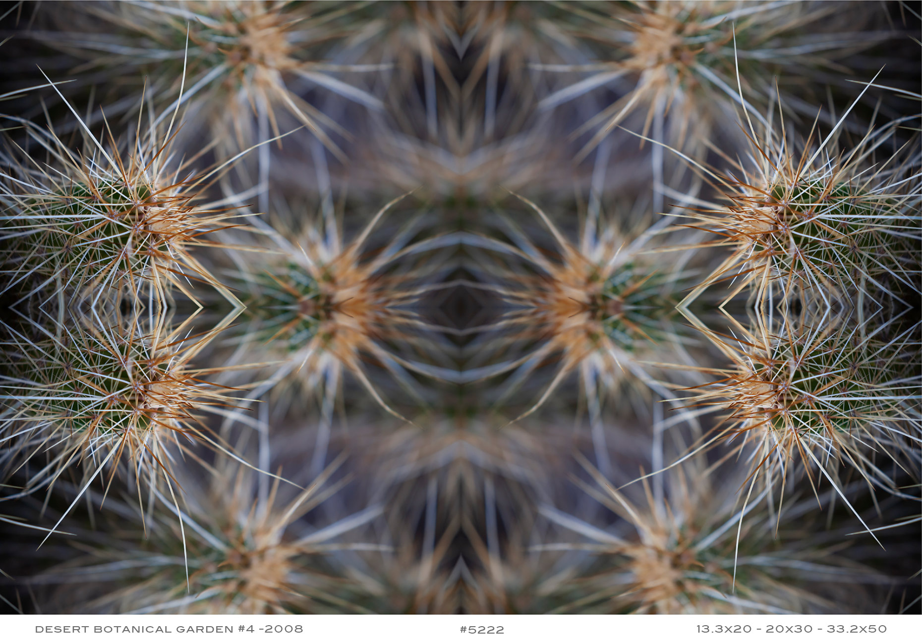 APF-Desert-Botanical-4-5222