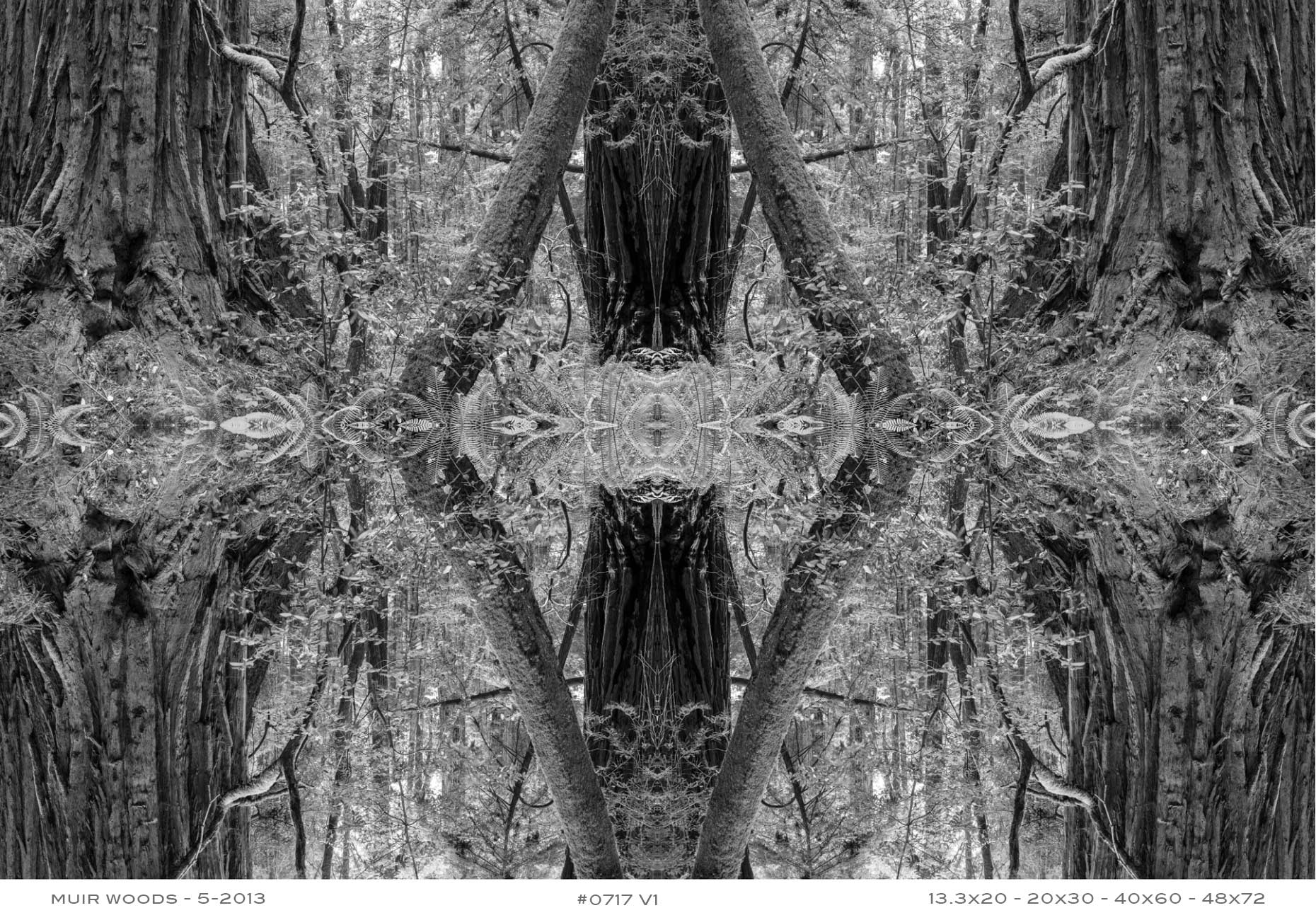 APF-Muir-Woods-2013-0717-V1