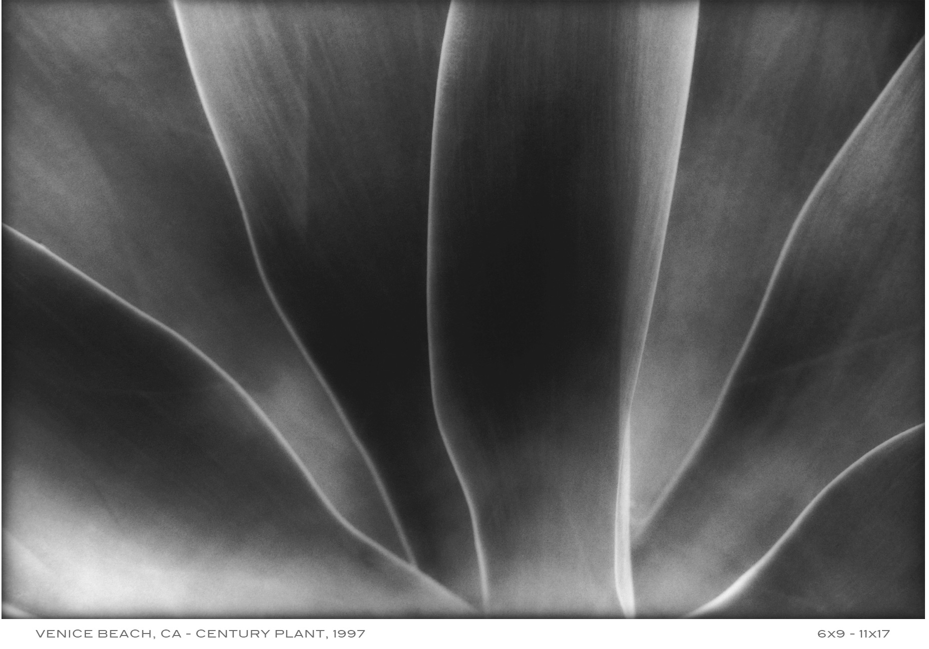 APF-Venice-Century-Plant